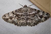 Peribatodes umbraria umbraria