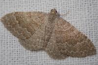 Cataclysme riguata