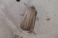 Leucania comma