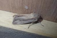 Leucania comma