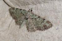 Pasiphila rectangulata
