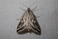 Loxostege aeruginalis