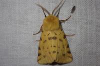Diacrisia purpurata