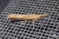 Pediasia contaminella