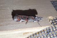 Pempelia palumbella