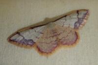 Idaea ostrinaria