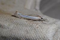 Crambus pascuella