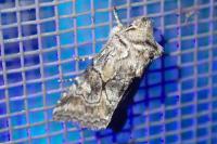 Cleonymia yvanii