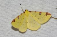 Opisthograptis luteolata