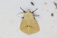 Spilarctia lutea