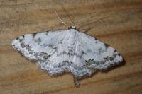Scopula decorata