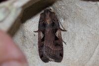 Xestia c-nigrum