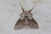 Calliteara pudibunda