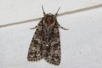 Acronicta rumicis