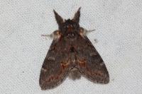 Notodonta dromedarius