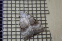 Meganola albula