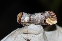 Phalera bucephala