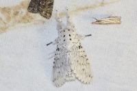 Cerura erminea