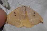 Watsonalla uncinula