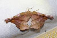 Apeira syringaria
