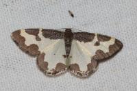 Lomaspilis marginata