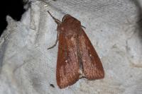 Mythimna albipuncta