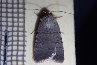 Caradrina flavirena