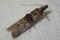 Nephopterix angustella