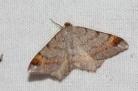 Macaria liturata
