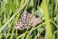 Euclidia mi