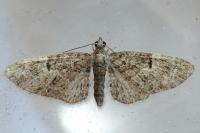 Eupithecia