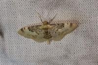 Idaea filicata