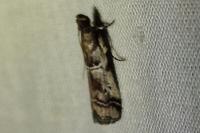 Alophia combustella