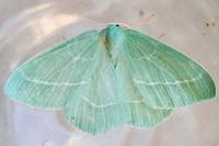 Hemistola chrysoprasaria