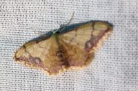 Idaea ostrinaria