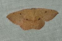 Cyclophora puppillaria
