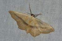 Scopula imitaria