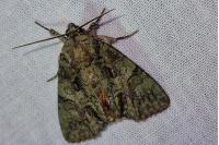 Polyphaenis sericata