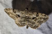 Peribatodes rhomboidaria rhomboidaria