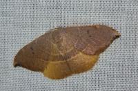Watsonalla uncinula