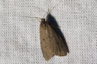 Apaidia mesogona