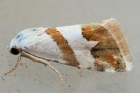 Eublemma candidana