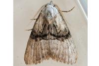 Meganola togatulalis