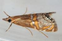 Euchromius bella