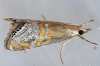 Euchromius bella