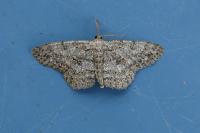 Hypomecis punctinalis