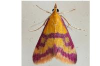 Pyrausta sanguinalis