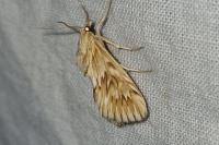 Cynaeda dentalis