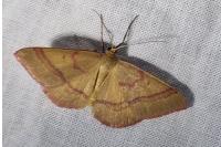 Rhodostrophia calabra