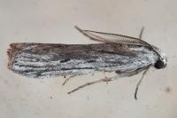 Amphithrix sublineatella